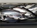 Originator Fishing Charter :: Photo Gallery Originator Fishing Charter :: Photo Gallery